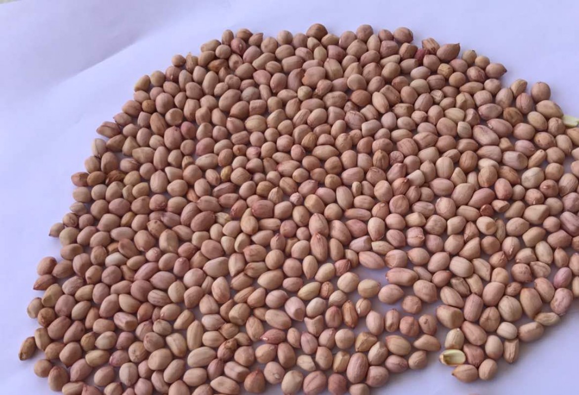 Groundnut-Peanut from India